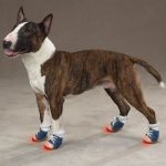 hond sneakers